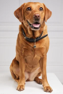Holland Cooper Dog Collars><noscript><img width=