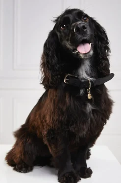 Holland Cooper Dog Collars><noscript><img width=
