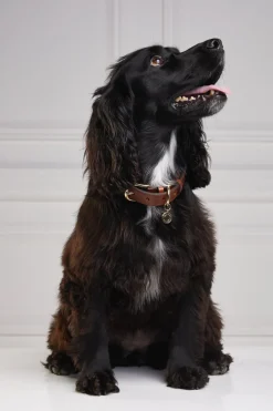Holland Cooper Dog Collars><noscript><img width=