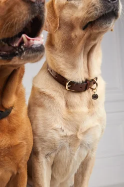 Holland Cooper Dog Collars><noscript><img width=