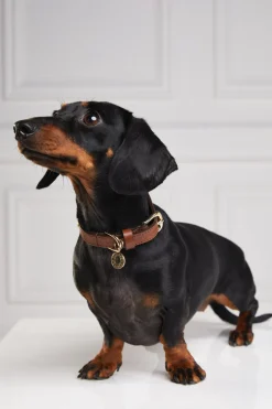 Holland Cooper Dog Collars><noscript><img width=