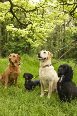 Holland Cooper Dog Collars><noscript><img width=